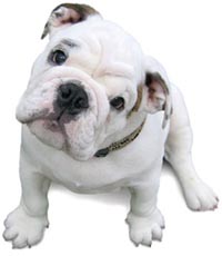 bulldogpuppy3